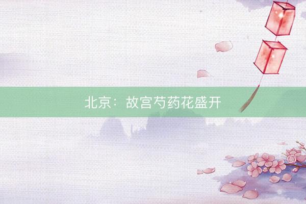 北京：故宫芍药花盛开